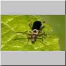 Grammoptera ruficornis - Rothoerniger Bluetenbock 01 6mm.jpg